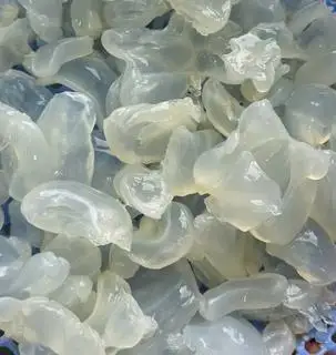 Hình ảnh Sứa Trân châu 