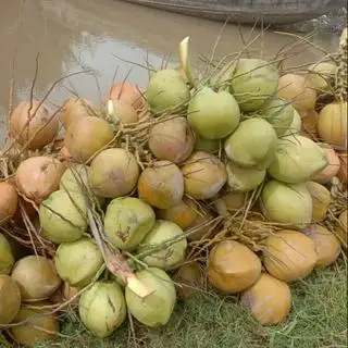 Hình ảnh dừa ta 1 lít 