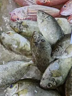 Hình ảnh cá kình nướng mọi 