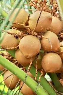 Hình ảnh combo 3 trái dừa tươi