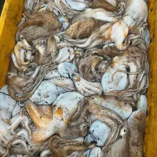 Hình ảnh Bạch tuột 2da nướng mọi 