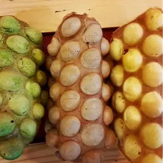 Hình ảnh bánh trứng gà non vị phomai
