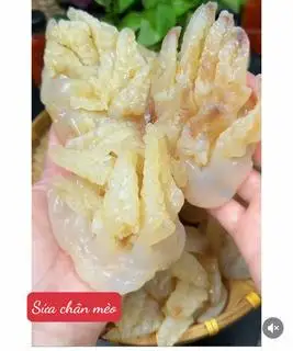 Hình ảnh Sứa Chân Mèo 