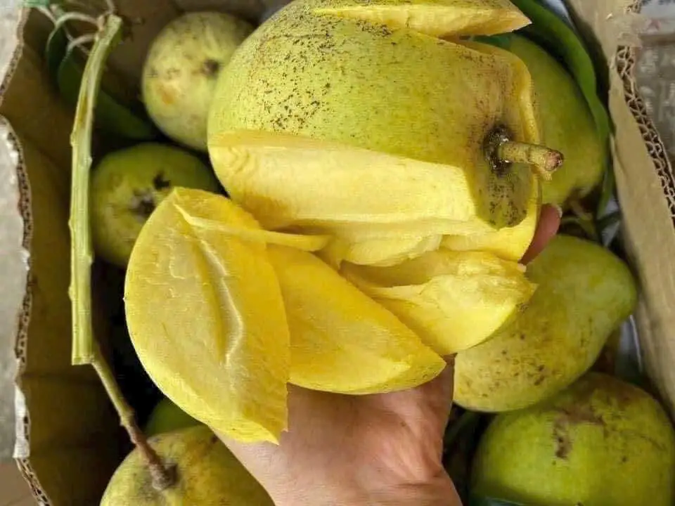 Hình ảnh Xoài tứ quý xanh khoảng 1.2-2.4kg