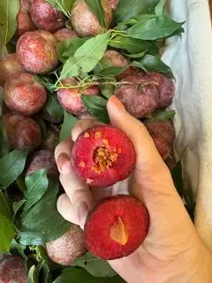 Hình ảnh Mận hà nội