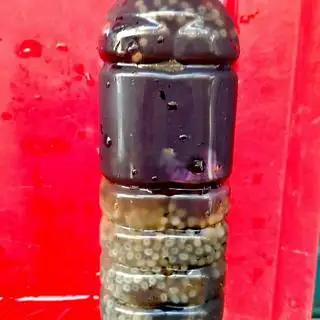 Hình ảnh Sương sáo hột é