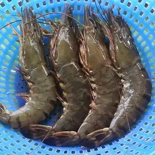 Hình ảnh Tôm tươi (8con)