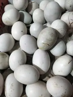 Hình ảnh 10 Trứng Vịt Dữa Đặc, tùy theo đợt nhập hàng)"Chín (chờ luộc 15 phút)Ai biết ăn thì mới mua nhé 