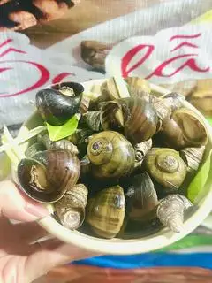 Hình ảnh Ốc Lẫn ( Ốc vặn & ốc mít )