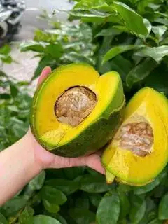 Hình ảnh Bơ bôth 7 daklak 