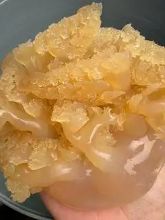 Hình ảnh Sứa Chân Mèo