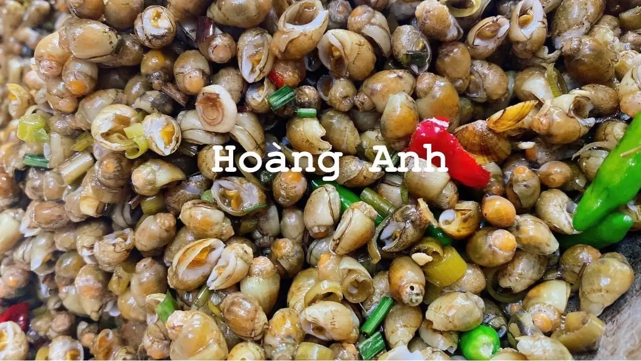 Hình ảnh Ốc mỡ vàng Quảng Ngãi