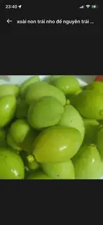 Hình ảnh Xoài non trái nhỏ để nguyên trái dành cho tín đồ thích chua - bịch 400g