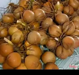 Hình ảnh 1 Dừa Mã lai