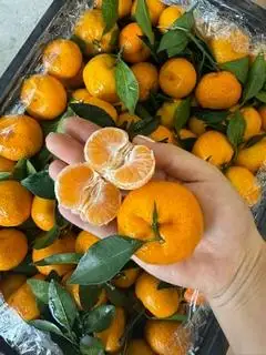 Hình ảnh Quýt Thái - bóc sẵn