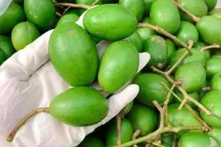 Hình ảnh Cóc xanh non - 5 lạng