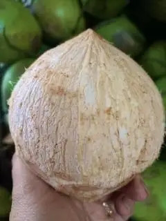 Hình ảnh Dừa xiêm trọc