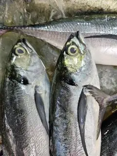 Hình ảnh cá sòng lớn nướng mọi 