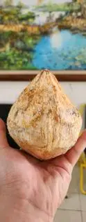 Hình ảnh Dừa Xiêm Lạnh Nguyên Quả