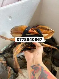 Hình ảnh CUA SỐNG CÀ MAU -GẠCH