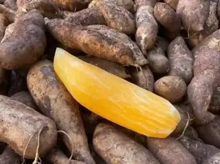 Hình ảnh Sâm đất Y Tý - 1kg