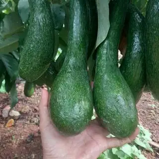 Hình ảnh SINH TỐ BƠ