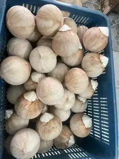 Hình ảnh Dừa xiêm gọt trọc không tẩy size 420-500gr,combo 5 trái