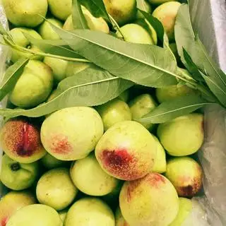 Hình ảnh 1kg đào giòn Sapa