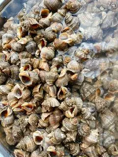 Hình ảnh Ốc gai xào bơ tỏi