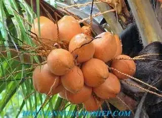 Hình ảnh DỪA LÍT NGUYÊN CHẤT 100%