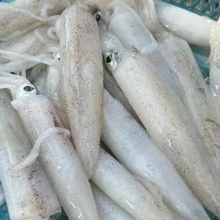 Hình ảnh mực ống nướng mọi 