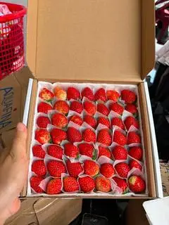 Hình ảnh Dâu Nhật size 49 - 500gr