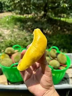 Hình ảnh 500gr sầu riêng musanking 