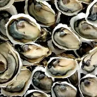 Hình ảnh Hàu sống gỏi