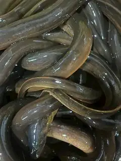 Hình ảnh lươn đồng nướng mọi 