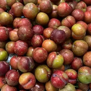 Hình ảnh Mận Hậu
