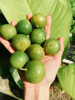 Tắc - 5.000 ₫ tại Bánh Tráng & Ăn Vặt - Tuyền Tuyền