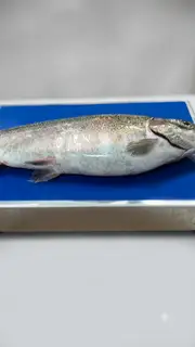 Hình ảnh cá hồi nguyên con tươi