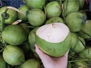 Hình ảnh Dừa Xiêm