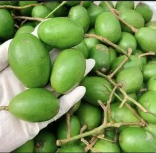 Hình ảnh cóc bao tử ( 500g)