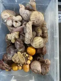 Hình ảnh Lòng mề -Trứng tràng