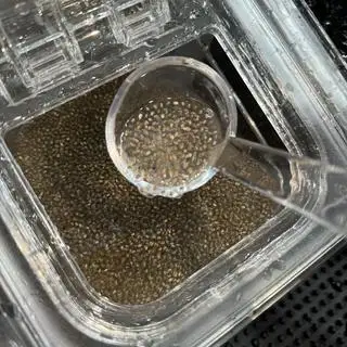 Hình ảnh Hạt Chia
