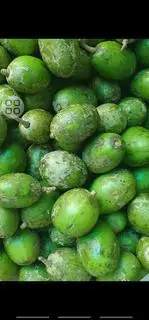 Hình ảnh Cóc Non 1kg - Nguyên Vỏ