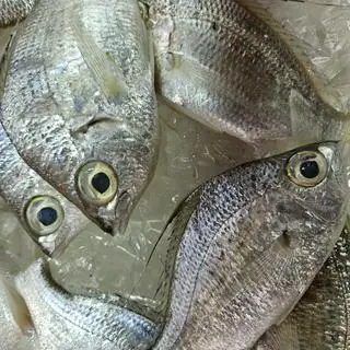 Hình ảnh cá móm nướng mọi 
