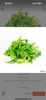 Hình ảnh Rau Răm 