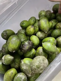 Hình ảnh cóc bao tử theo kg