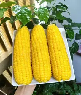 Hình ảnh 2 bắp ngô ngọt (bắp to)
