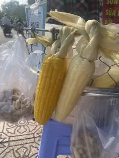 Hình ảnh Bắp Mỹ luộc - 1 trái