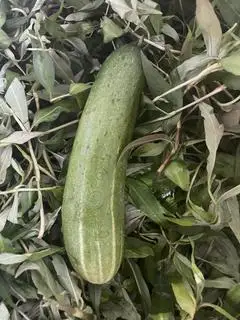 Hình ảnh dưa leo
