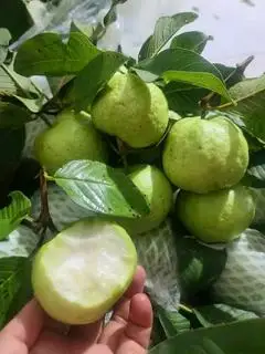Hình ảnh Ổi nư, hoàng gọt sẵn